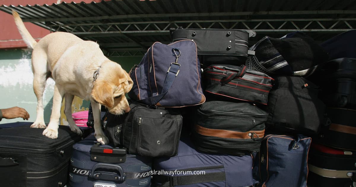 Detection Dogs to Search Passenger Luggage